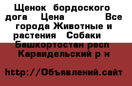 Щенок  бордоского  дога. › Цена ­ 60 000 - Все города Животные и растения » Собаки   . Башкортостан респ.,Караидельский р-н